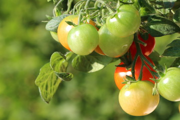 Tomatenanbau im Garten