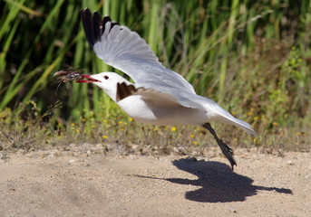 Audouins's gull ( Larus audouinii),in the P.N of Deltebre,Catalo