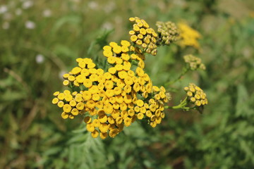 Tansy (Tanacetum) - perennial herbaceous plants Compositae (Asteraceae)
