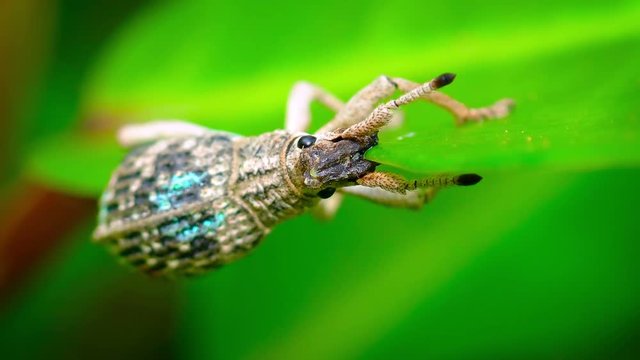 Interesting specimen of a weavil, in the family Curculionidae, happily munching on the edge of a thick, green leaf. Video 1920x1080