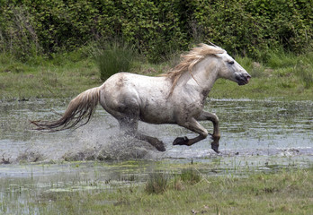 gray horse runs on water