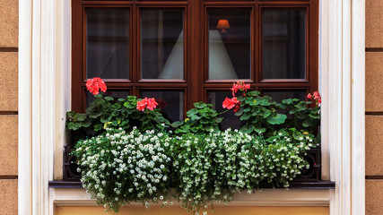 Fototapeta na wymiar Window in old house decorated with geranium flowers.