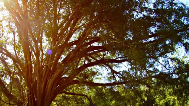 Big, mature ficus tree stands against a bright, blue sky, filtering rays of bright sunshine through its branches. Video 1920x1080