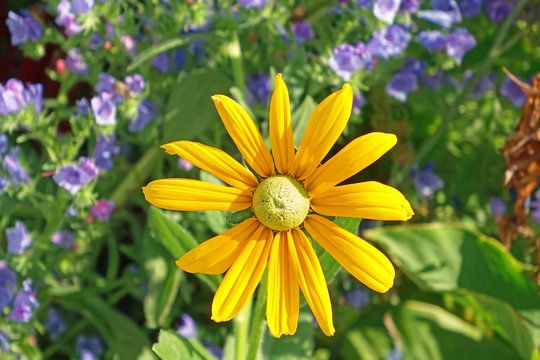 gelbe, einfache  zinnie zwischen blauen bl&uuml;ten