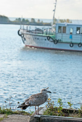 Gull on the Gulf of Finland
