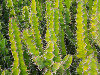 Candelabra cactus