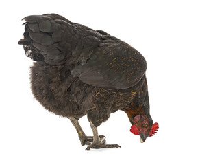 a hen - chicken isolated on white background
