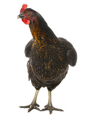 a hen - chicken isolated on white background