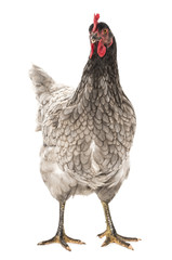 a hen - chicken isolated on white background