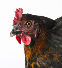 a hen - chicken isolated on white background