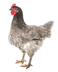 a hen - chicken isolated on white background