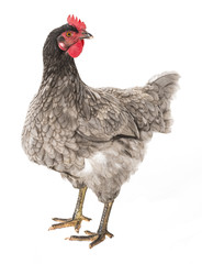 a hen - chicken isolated on white background
