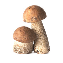 Little brown cap boletus mushroom isolated