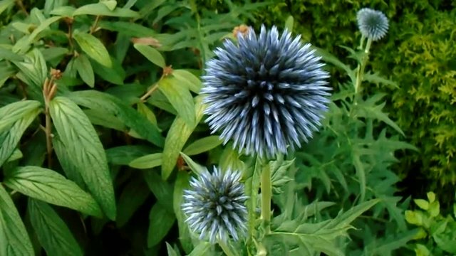 Ornamental thistles in the garden