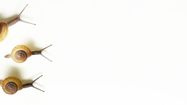 Funny Clip of Three Snails, in a hurry to crawl across a pristine, white background, carrying their shells and leaving shadows. Video 1080p
