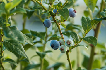 Ripe blueberry closeups