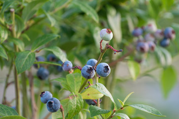 Blueberry branch