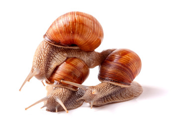 Three snail crawling on a white background closeup