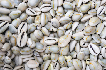 seashells as a background on the counter market