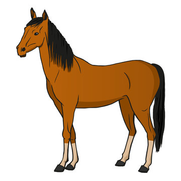 Vector illustration horse