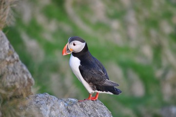 Puffin / Puffins are any of three small species of alcids in the bird genus Fratercula with a brightly coloured beak during the breeding season.