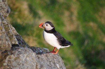 Puffin / Puffins are any of three small species of alcids in the bird genus Fratercula with a brightly coloured beak during the breeding season.
