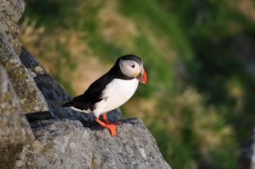 Puffin / Puffins are any of three small species of alcids in the bird genus Fratercula with a brightly coloured beak during the breeding season.