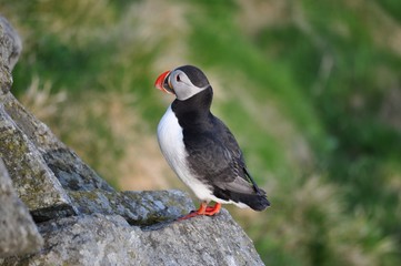 Puffin / Puffins are any of three small species of alcids in the bird genus Fratercula with a brightly coloured beak during the breeding season.