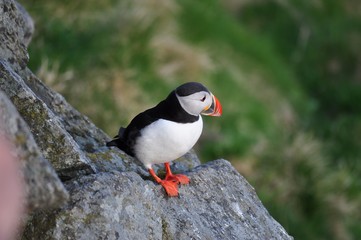 Puffin / Puffins are any of three small species of alcids in the bird genus Fratercula with a brightly coloured beak during the breeding season.