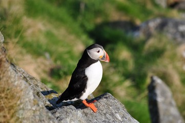 Puffin / Puffins are any of three small species of alcids in the bird genus Fratercula with a brightly coloured beak during the breeding season.