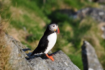 Puffin / Puffins are any of three small species of alcids in the bird genus Fratercula with a brightly coloured beak during the breeding season.