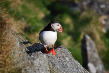 Puffin / Puffins are any of three small species of alcids in the bird genus Fratercula with a brightly coloured beak during the breeding season.