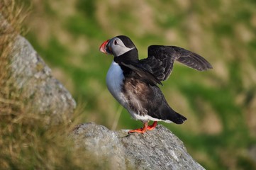 Puffin / Puffins are any of three small species of alcids in the bird genus Fratercula with a brightly coloured beak during the breeding season.