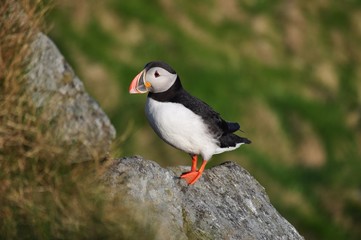 Puffin / Puffins are any of three small species of alcids in the bird genus Fratercula with a brightly coloured beak during the breeding season.
