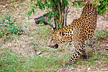 Leopard, Panther or Panthera pardus walking in the wild on the ground look for prey to feed