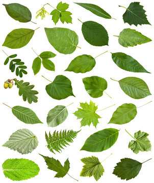 many fresh green leaves isolated on white
