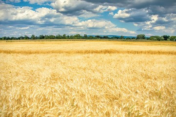 Getreidefeld im Sommer vor Gewitter