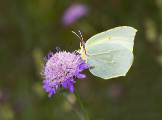 Gonepteryx cleopatra, Cleopatra butterfly