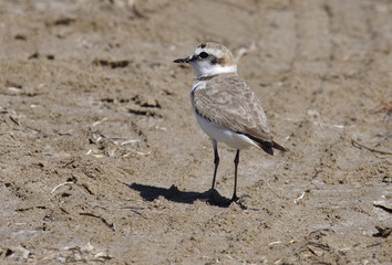 Kentish Plover (Charadrius alexandrinus)