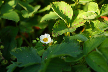 strawberry leaves and flower