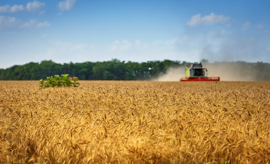 Obraz premium Harvester combine harvesting wheat on sunny summer day.