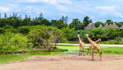 Safari World park