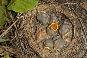 Five little chicks are sleeping in their nest in the forest.