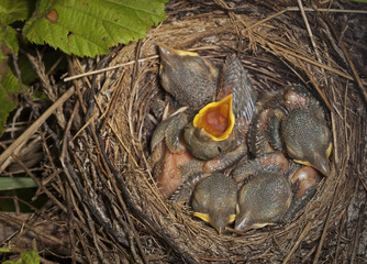 Five little chicks are sleeping in their nest in the forest.