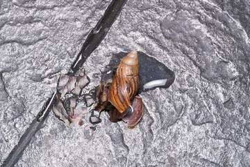Close up of dead snail in the garden     © praphab144