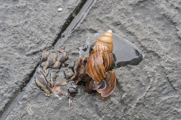 Close up of dead snail in the garden

