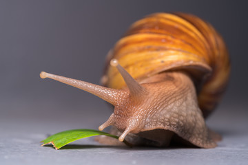 Close up of a snail
