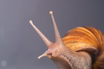 Close up of a snail
