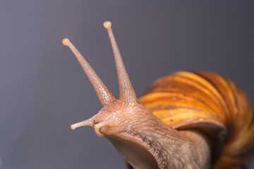 Close up of a snail
