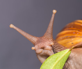 Snail close-up view 
